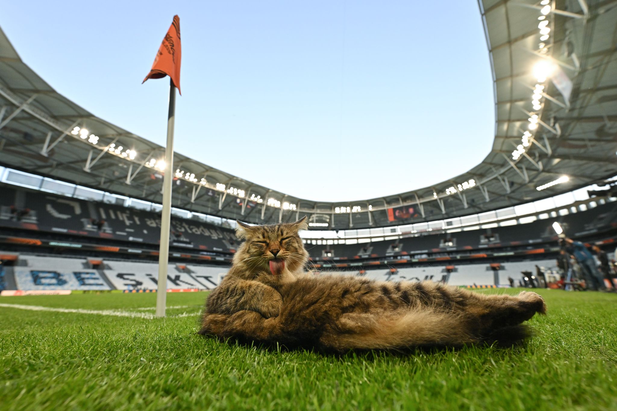 Am Rande des Abschlusstrainings machte es sich eine Katze am Spielfeldrand bequem.