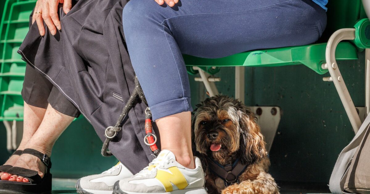 Heiß für alle Beteiligten - ein Hund auf der Tribüne sucht Schutz unter dem Sitz.
