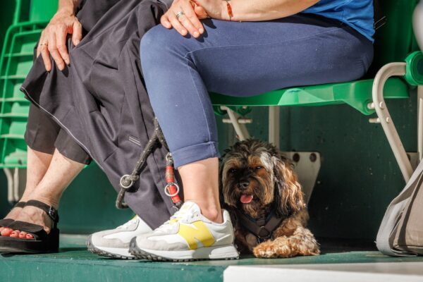 Heiß für alle Beteiligten - ein Hund auf der Tribüne sucht Schutz unter dem Sitz.