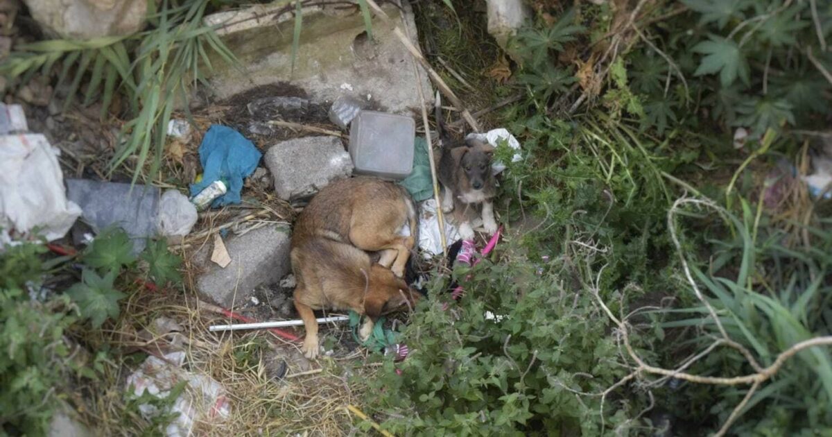 Aus vielen Städten Marokkos sind die Straßenhunde nicht mehr wegzudenken.