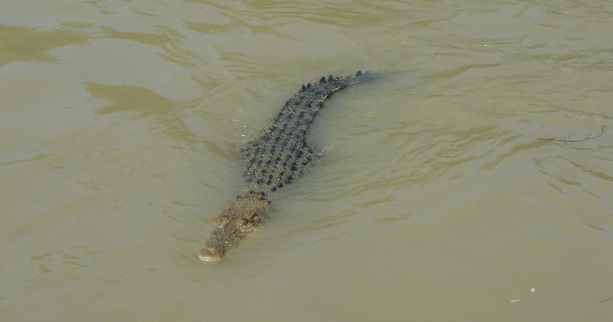 Im Fitzroy River leben zahlreiche Krokodile. (Symbolbild)