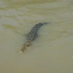 Im Fitzroy River leben zahlreiche Krokodile. (Symbolbild)