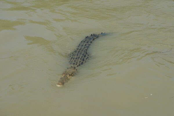 Im Fitzroy River leben zahlreiche Krokodile. (Symbolbild)